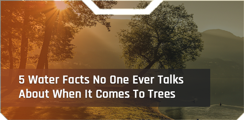 5 Water Facts No One Ever Talks About When It Comes To Trees