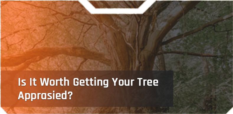 ​Is It Worth It To Get A Tree Professionally Appraised?