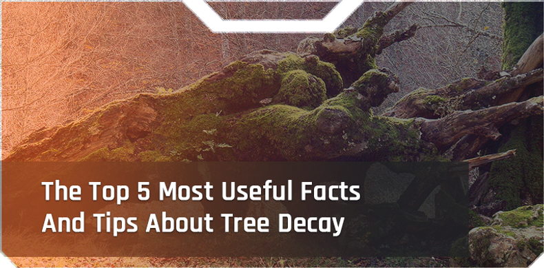 The Top 5 Most Useful Facts And Tips About Tree Decay