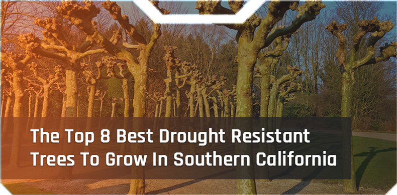 The Top 8 Best Drought Resistant Trees To Grow In Southern California