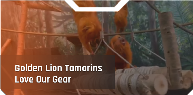 Golden Lion Tamarins Love Our Gear