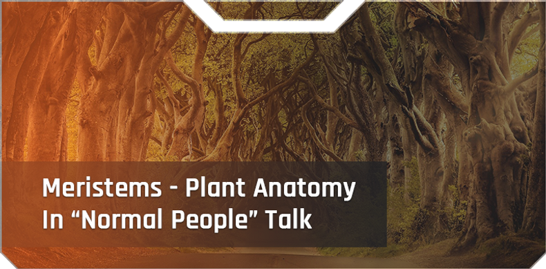 ​Meristems - Plant Anatomy In “Normal People” Talk