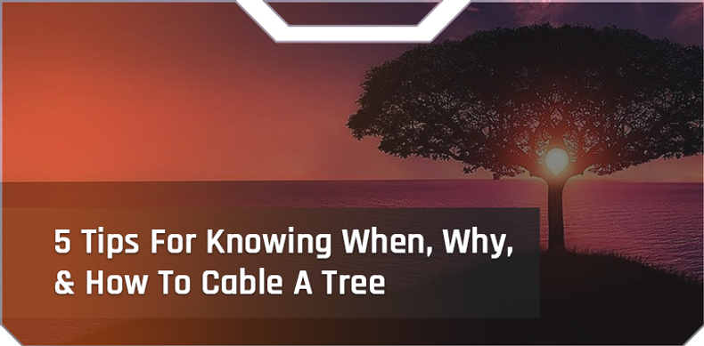 5 Tips For Knowing When, Why & How To Cable A Tree