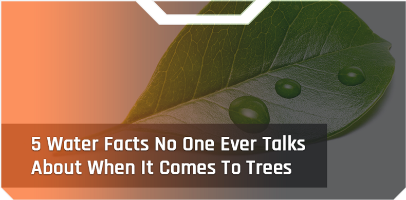 ​5 Water Facts No One Ever Talks About When It Comes To Trees