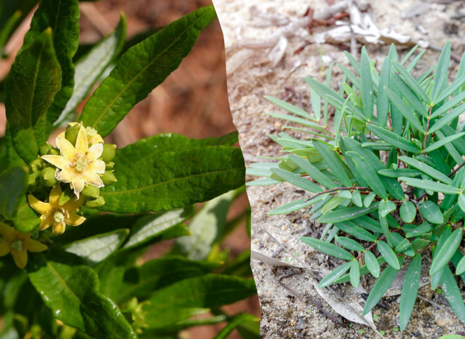Is Fadogia Agrestis Better Than Tongkat Ali? Is Fadogia Agrestis Better Than Tongkat Ali?