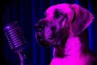 2026 New Year Resolution - Taking the Dog for Regular Walks