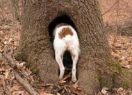 Quality Dog Fouling Bags Don't Grow on Trees !!!