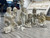Nativity - "LITTLE CHILDREN" Marble Look, 12 Pieces 20cm
