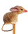 Pencil - Bilby