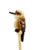 Pencil - Kookaburra