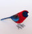 Crimson Rosella Bird - Medium 11cm