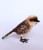 Kookaburra - Medium 11cm