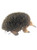 Echidna - Large 22cm