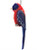 Hanging Ornament - Crimson Rosella 7-9cm