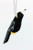 Hanging Ornament - Magpie 7-9cm