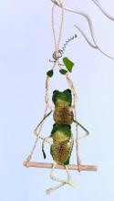 Frogs on Swing (Piggyback) 20cm