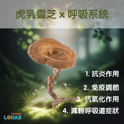 虎乳靈芝 x 呼吸系統