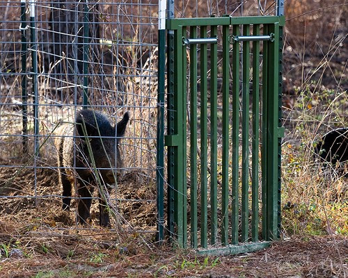 Hog Slammer - Hog Trap Hog Slammer - Hog Trap