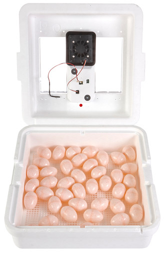 Little Giant - Digital Still Air Egg Incubator