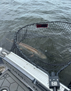 MEGA MUSKY BUDDY NET