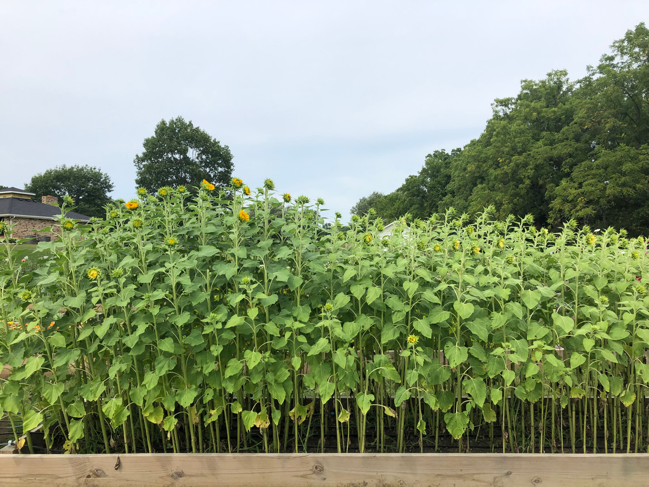 Muddy Acres Flower Farm