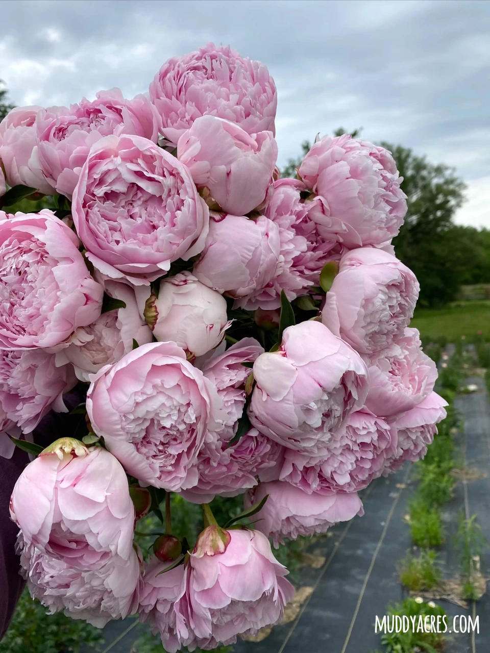 果物 Peony Peony Sarah Bernhardt | Muddy Acres Flower Farm