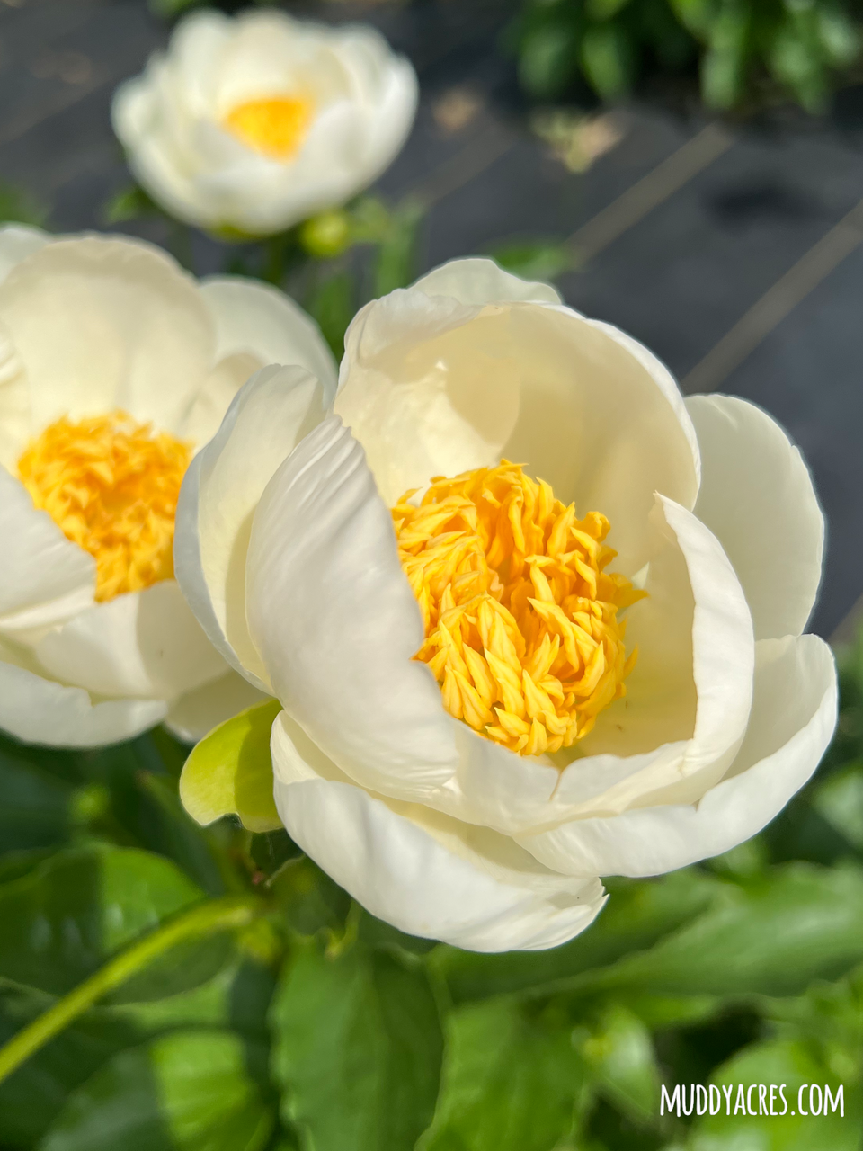 Peony Jan Van Leeuwen | Muddy Acres Flower Farm