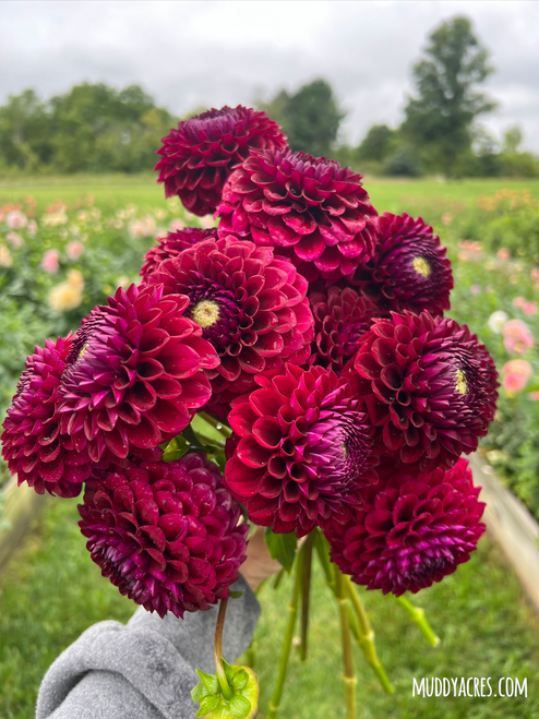 A bouquet of dahlia Babette in the flower field at Muddy Acres Flower Farm
