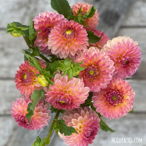 Bouquet of Dahlia Hillcrest Suffusion