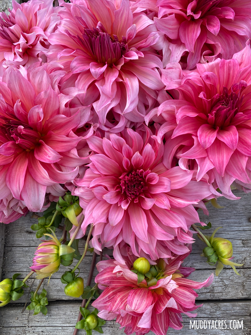 dahlia Islander laying flat on table. 