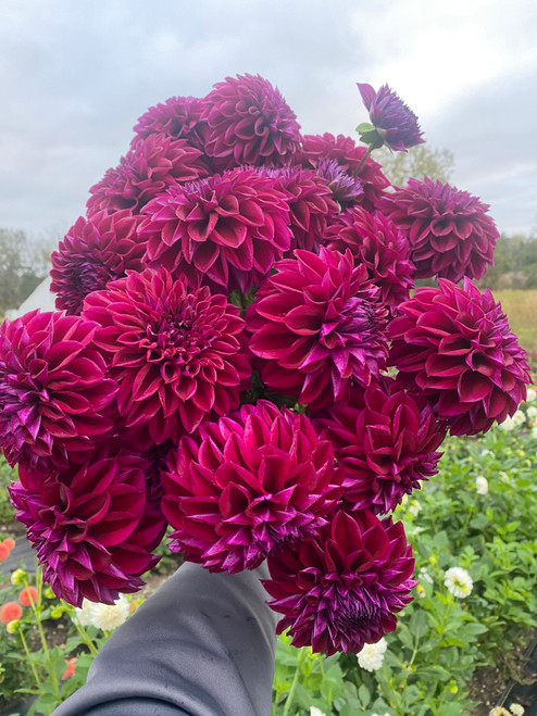 Dahlia, Purple Dahlia, Diva, tuber, dahlia tuber