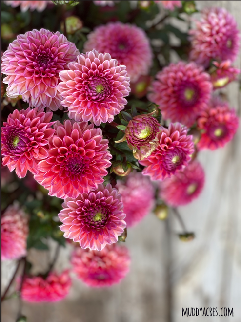 A bucket of dahlia Daisy Duke