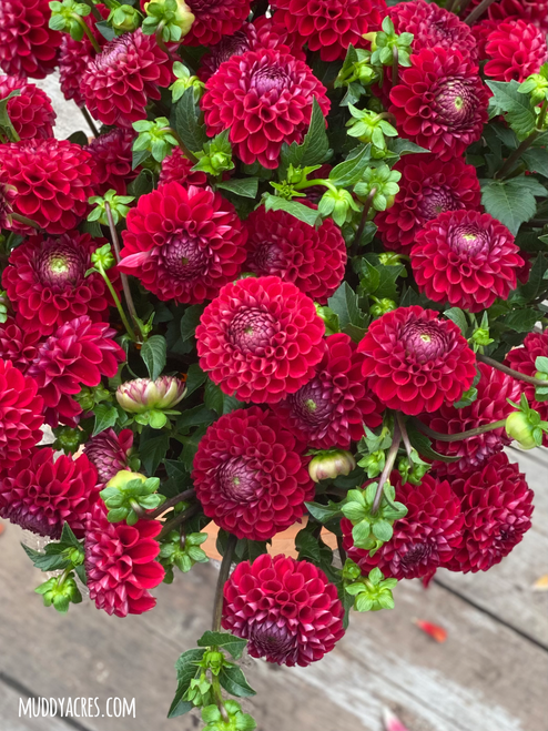 Dahlia, Cornel, Ball Dahlia, Red Dahlia, tuber, dahlia tuber