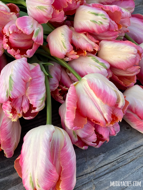 Apricot parrot tulips laying on a vintage wood backdrop.