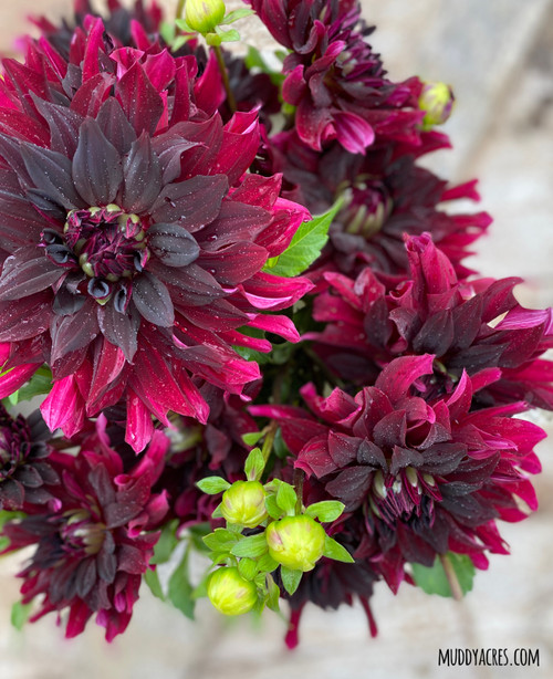 Rip City, Dahlia, Burgundy Dahlia, Rip City Dahlia, tuber, dahlia tuber