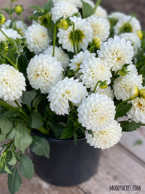 A bucket of Dahlia Boom Boom White