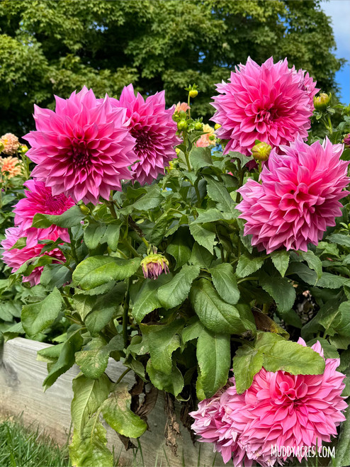 Dahlia Cafe Au Lait Royal