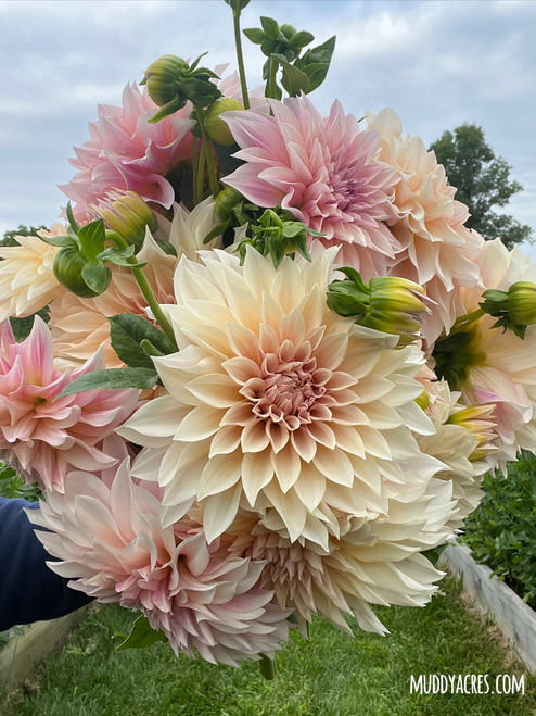 A bouquet of dahlia Cafe au Lait in the flower field at Muddy Acres Flower Farm