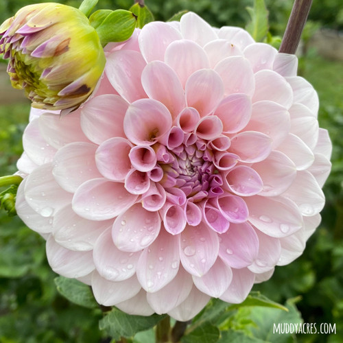 Blush dahlia Sweet Nathalie
