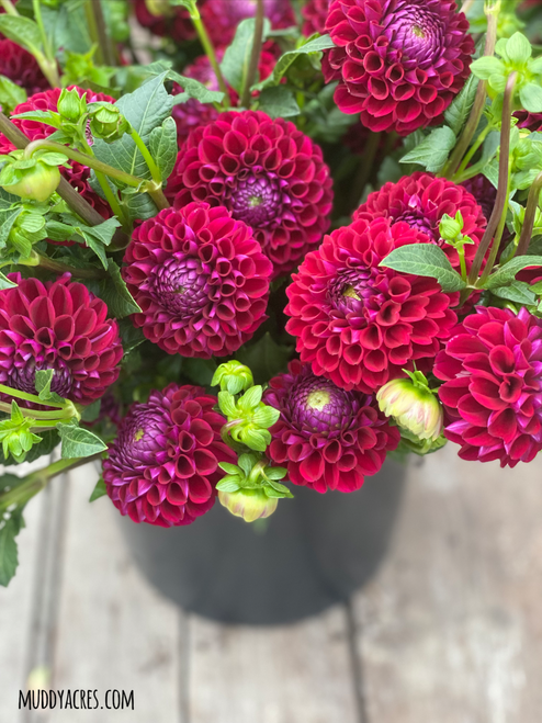 A bucket of dahlia Ivanetti against a vintage wood backdrop.