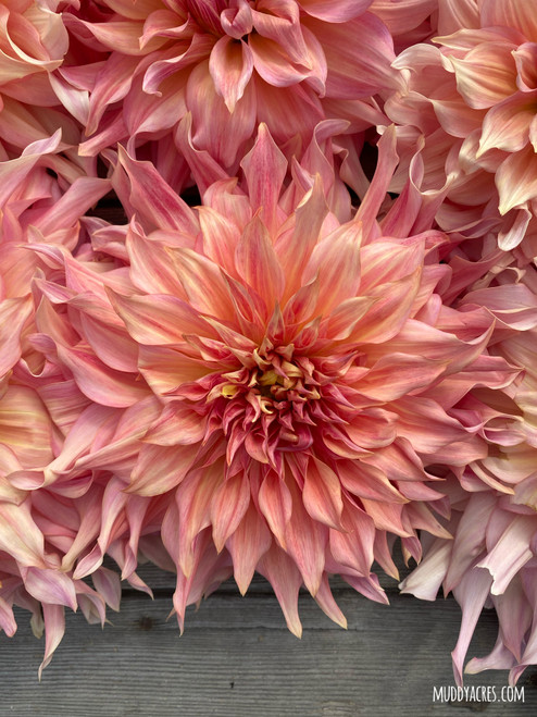 Dahlia Penhill Watermelon on a vintage wood background.