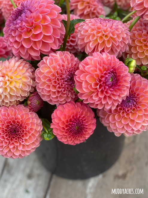 dahlia Jowey Winnie in a black bucket on a vintage wood background.