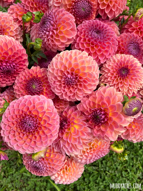A bucket of dahlia Jowey Winnie.