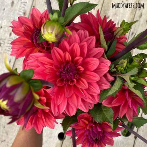 Up-close photo of dahlia American Dawn