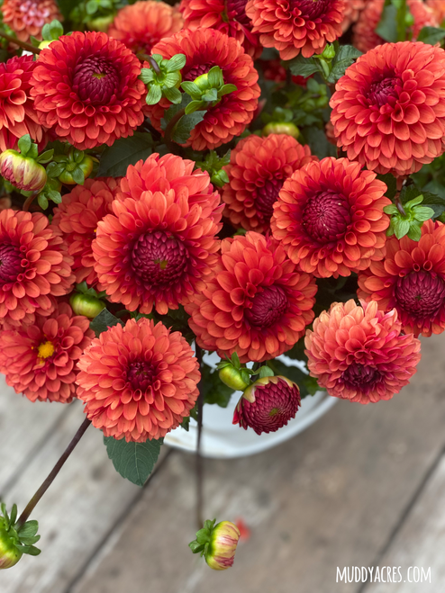 dahlia brown sugar, brown sugar dahlia, orange dahlia, fall flowers, tuber, brown sugar tuber