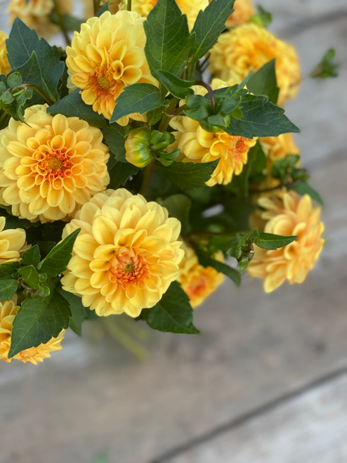 A bouquet of dahlia Golden Scepter against a wood background.