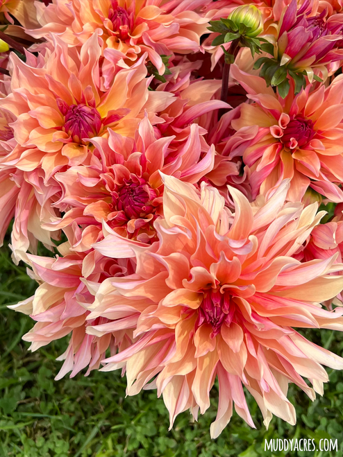 Up-close photo of dahlia Labyrinth.