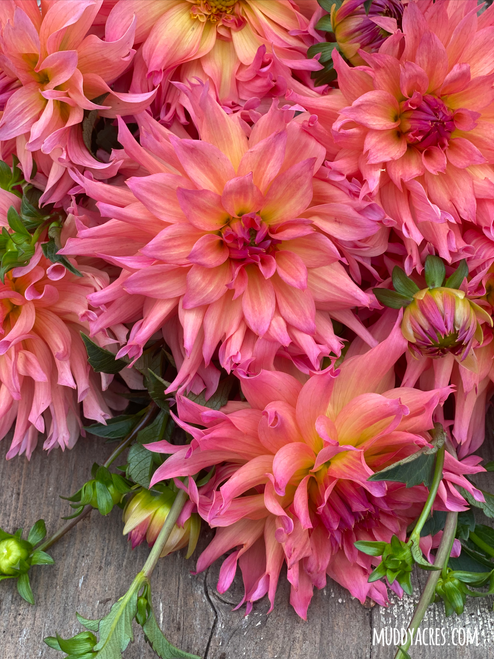 Close picture of dahlia Just Peachy on a vintage wood table. 