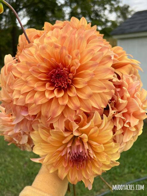 Bouquet of dahlia Hercules, Orange Dahlia