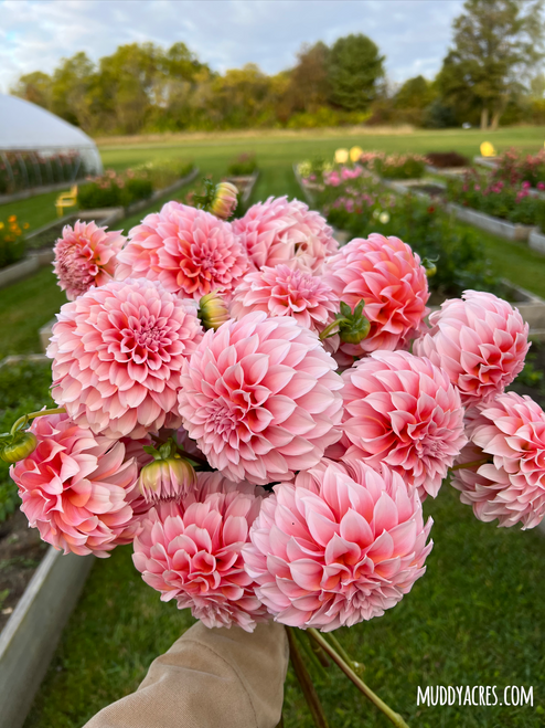bouquet of dahlia peaches n cream in open field